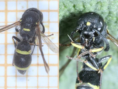 Réf. 288 832 : Stenodynerus xanthomelas